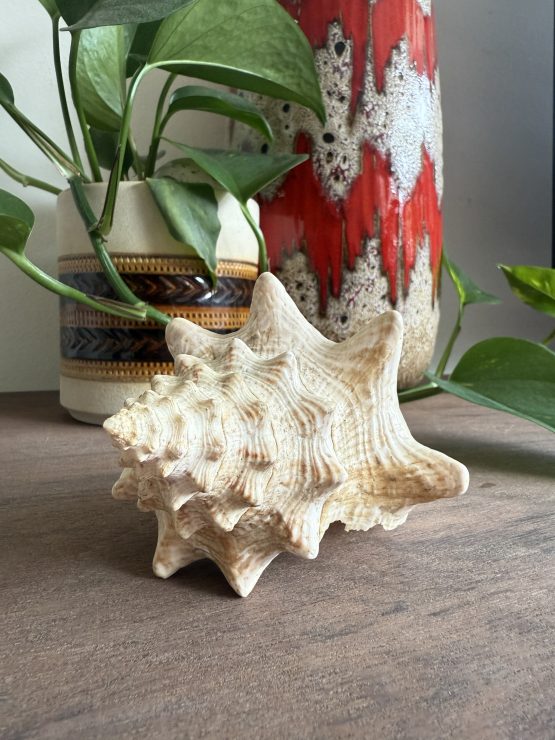 Zeeschelp | Medium 2 - Afbeelding 4
