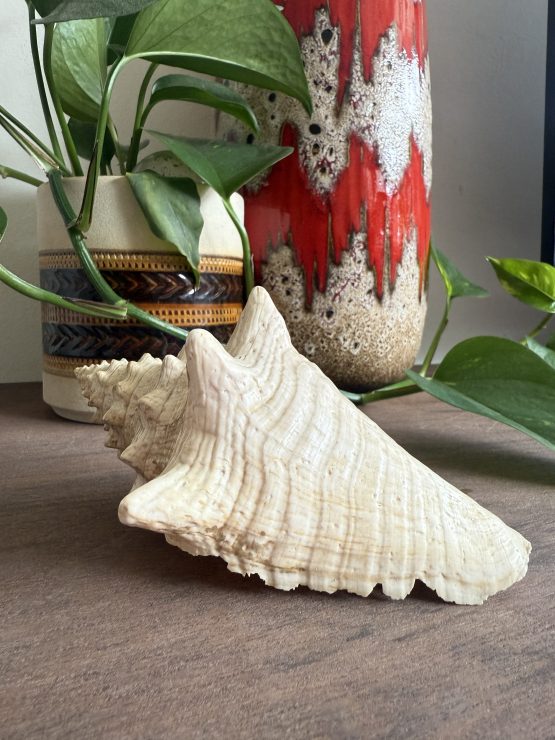 Zeeschelp | Medium 2 - Afbeelding 6